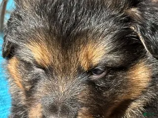 Mixed Breed dogs Mixed Breed Puppy 7 - Ad 15