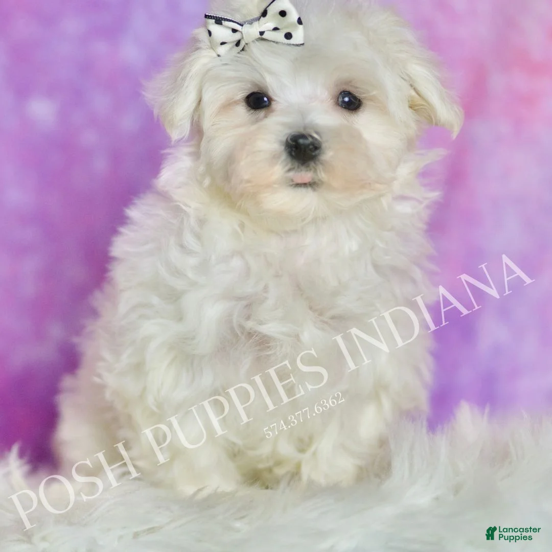 Maltese dogs for sale: Cotton UABR - Ad 1