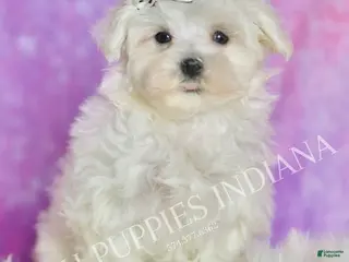 Maltese dogs Cotton UABR - Ad 42