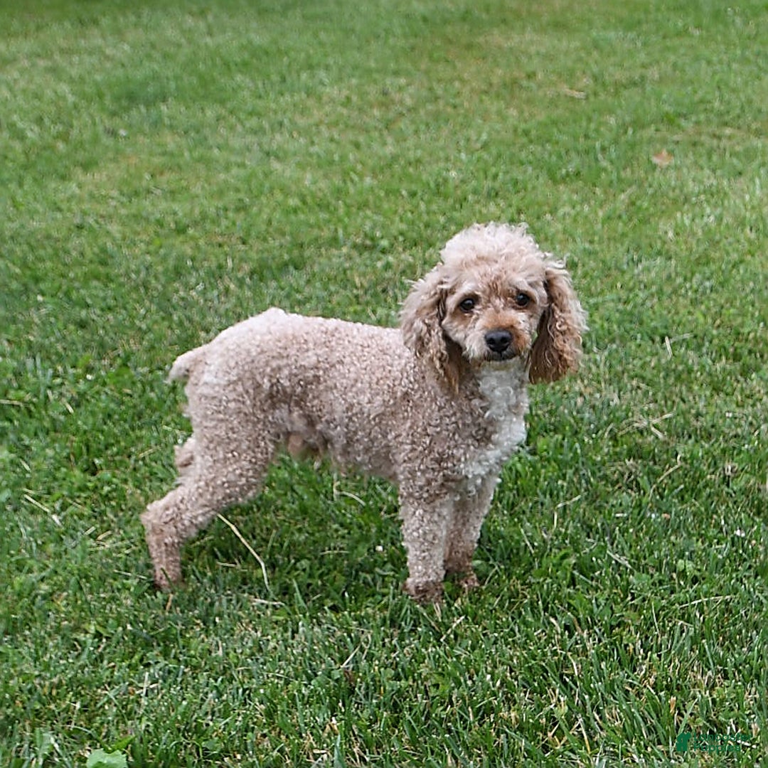 Havapoo dogs for sale: Bridget - Ad 7