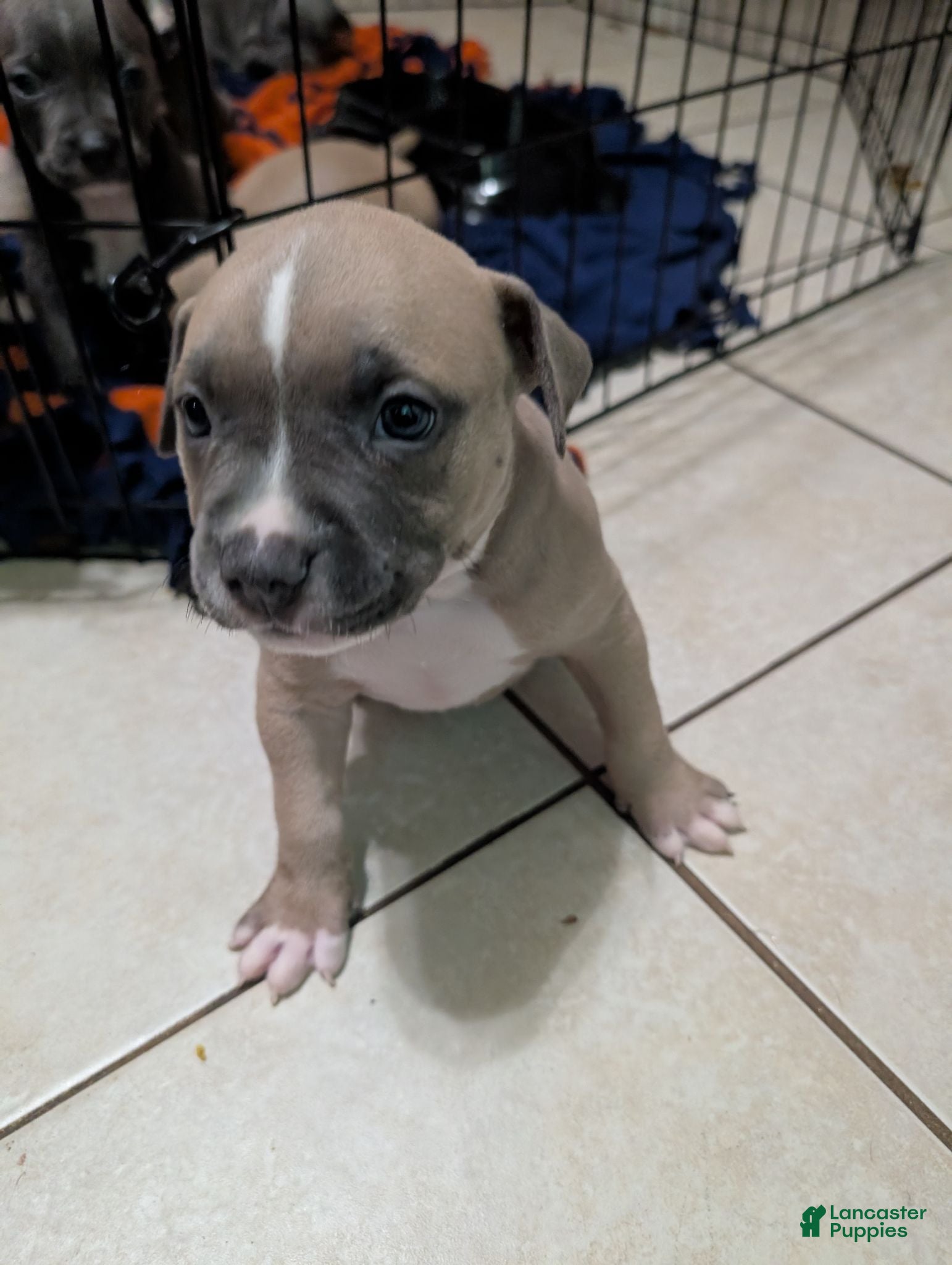 American Pit Bull Terrier dogs American Pit Bull Terrier 1 - Ad 2