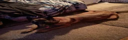 Mixed Breed dogs for sale: Mixed Breed 6 - Ad 2