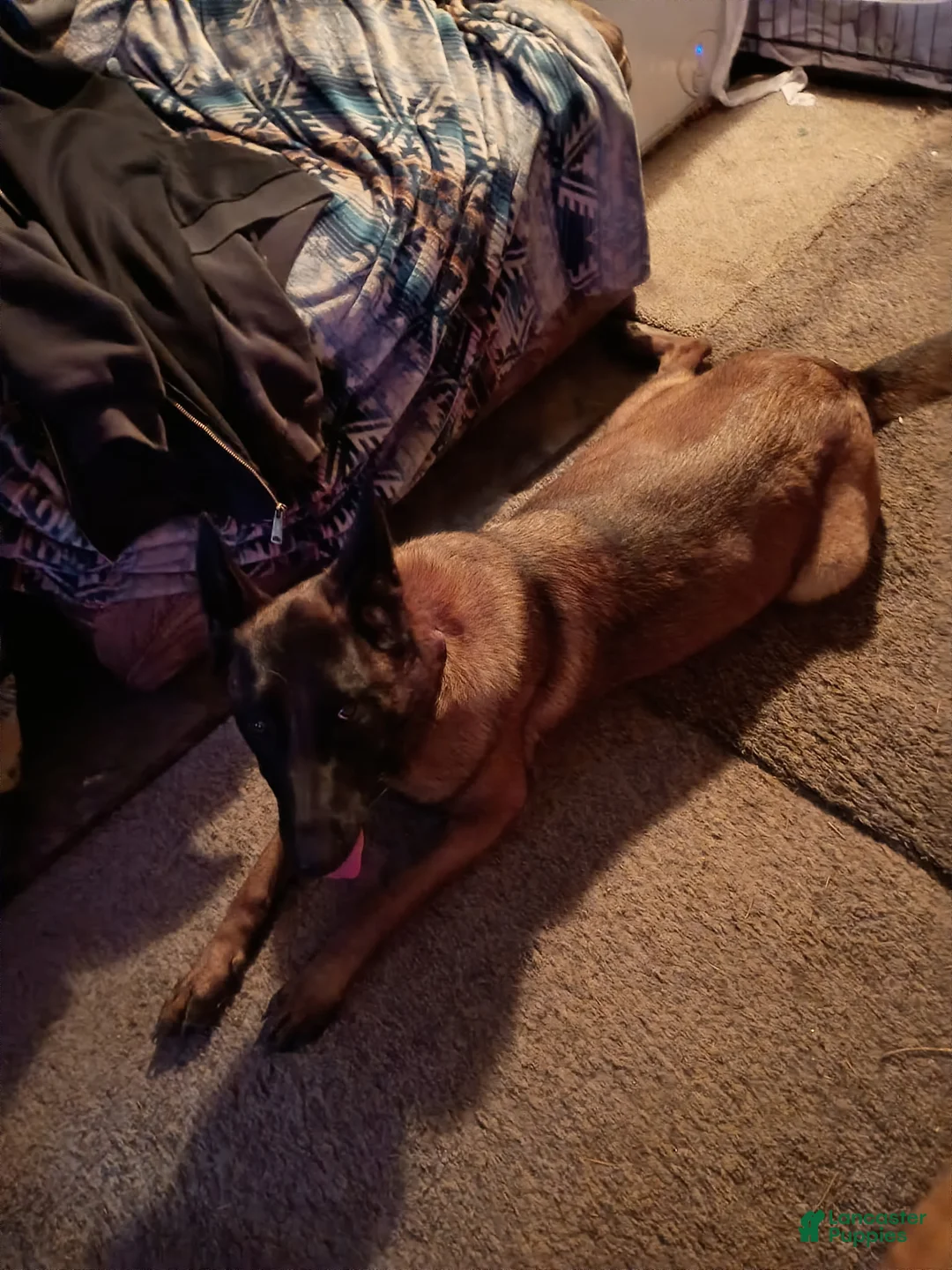 Mixed Breed dogs for sale: Mixed Breed 6 - Ad 2
