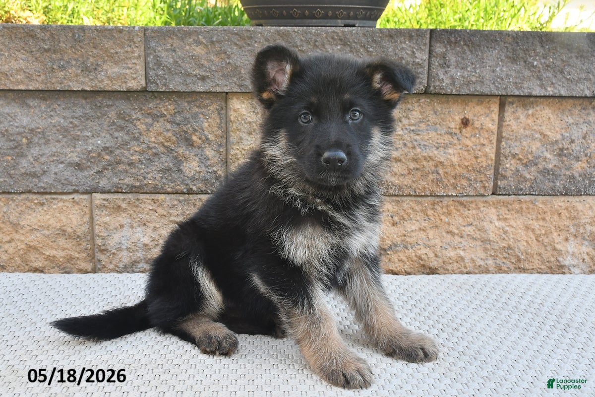 German Shepherd dogs Victor - Ad 1