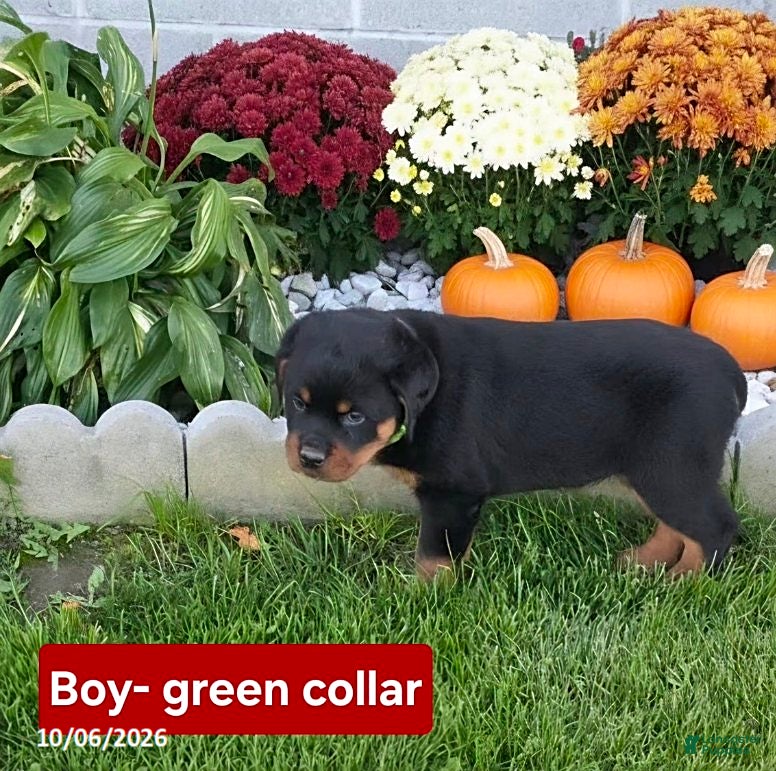 Rottweiler dogs Rusty - Ad 2