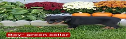 Rottweiler dogs for sale: Rusty - Ad 2