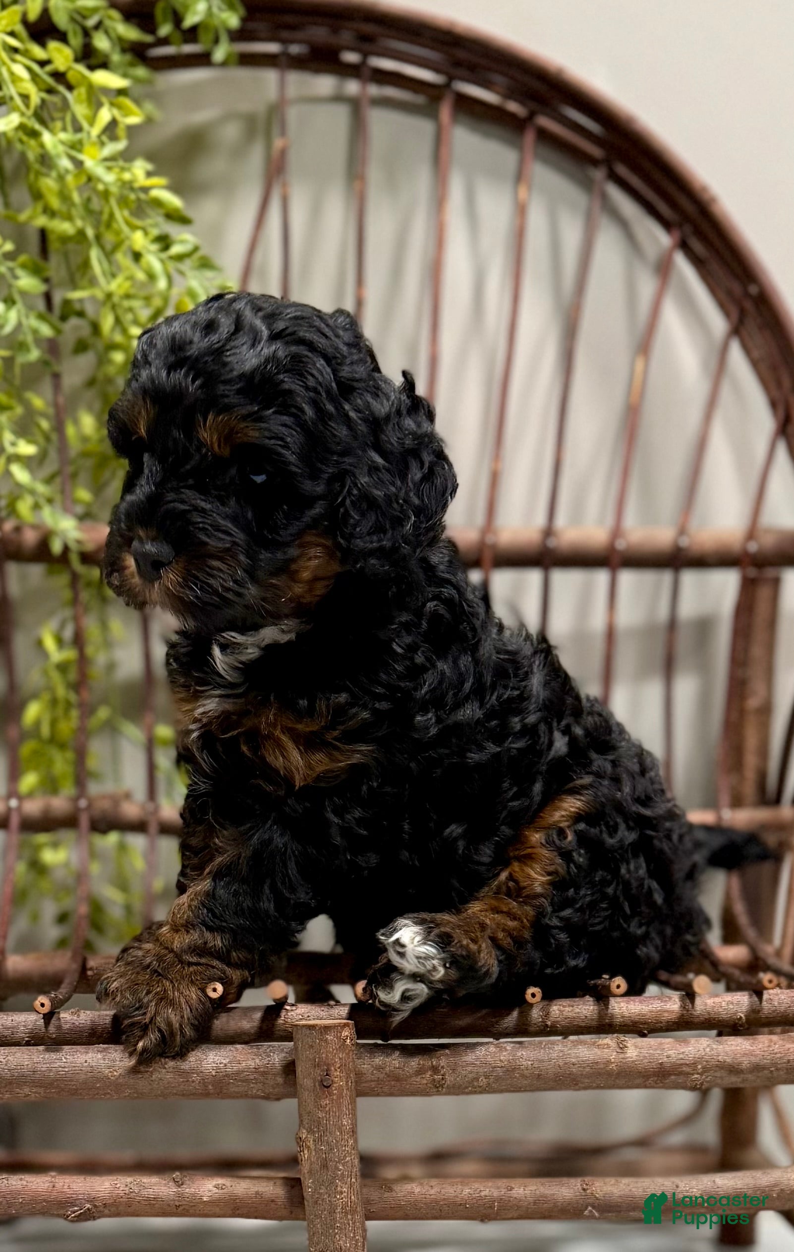 Cavapoo dogs for sale: Reo - Ad 3