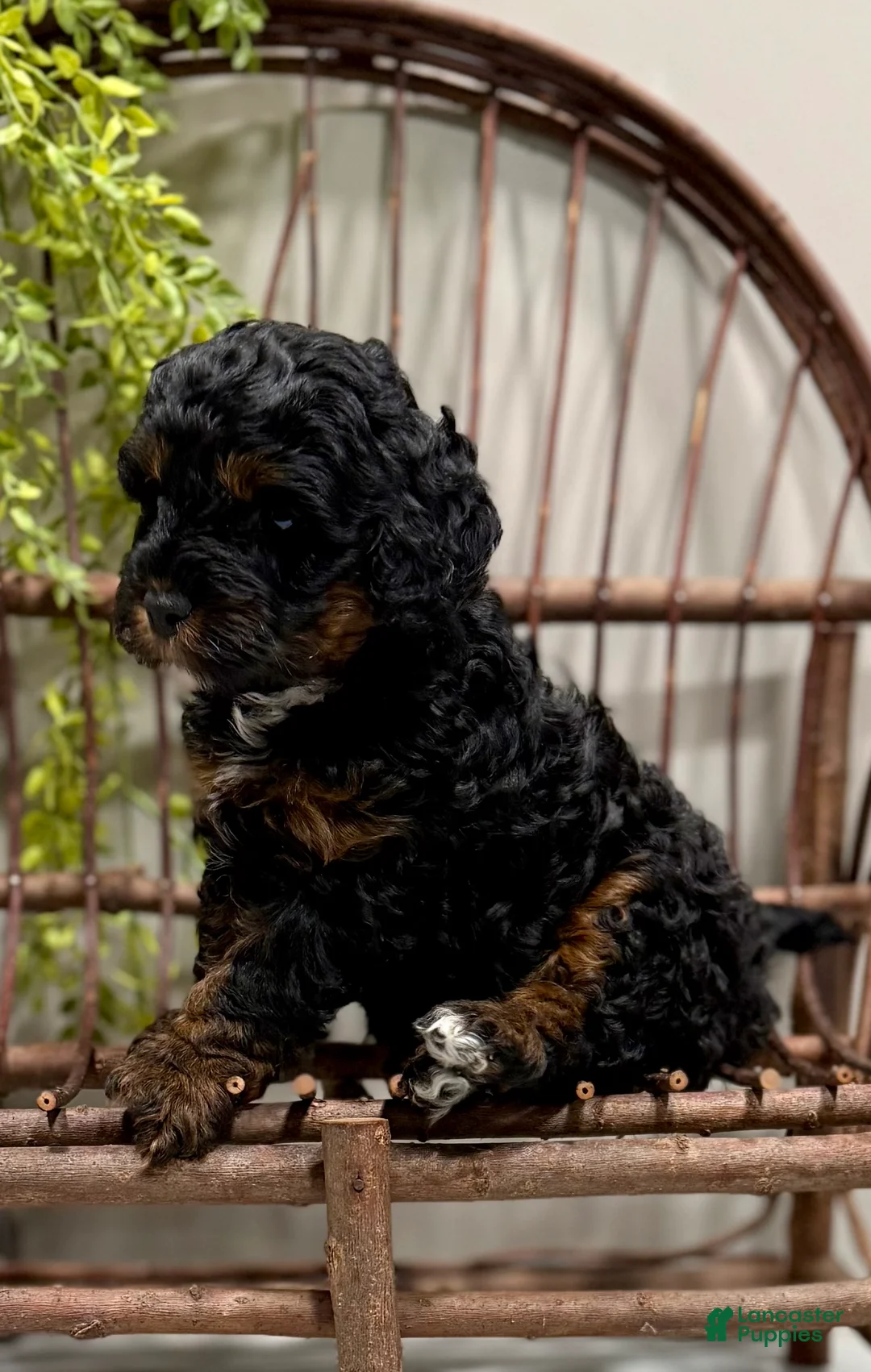 Cavapoo dogs for sale: Reo - Ad 1