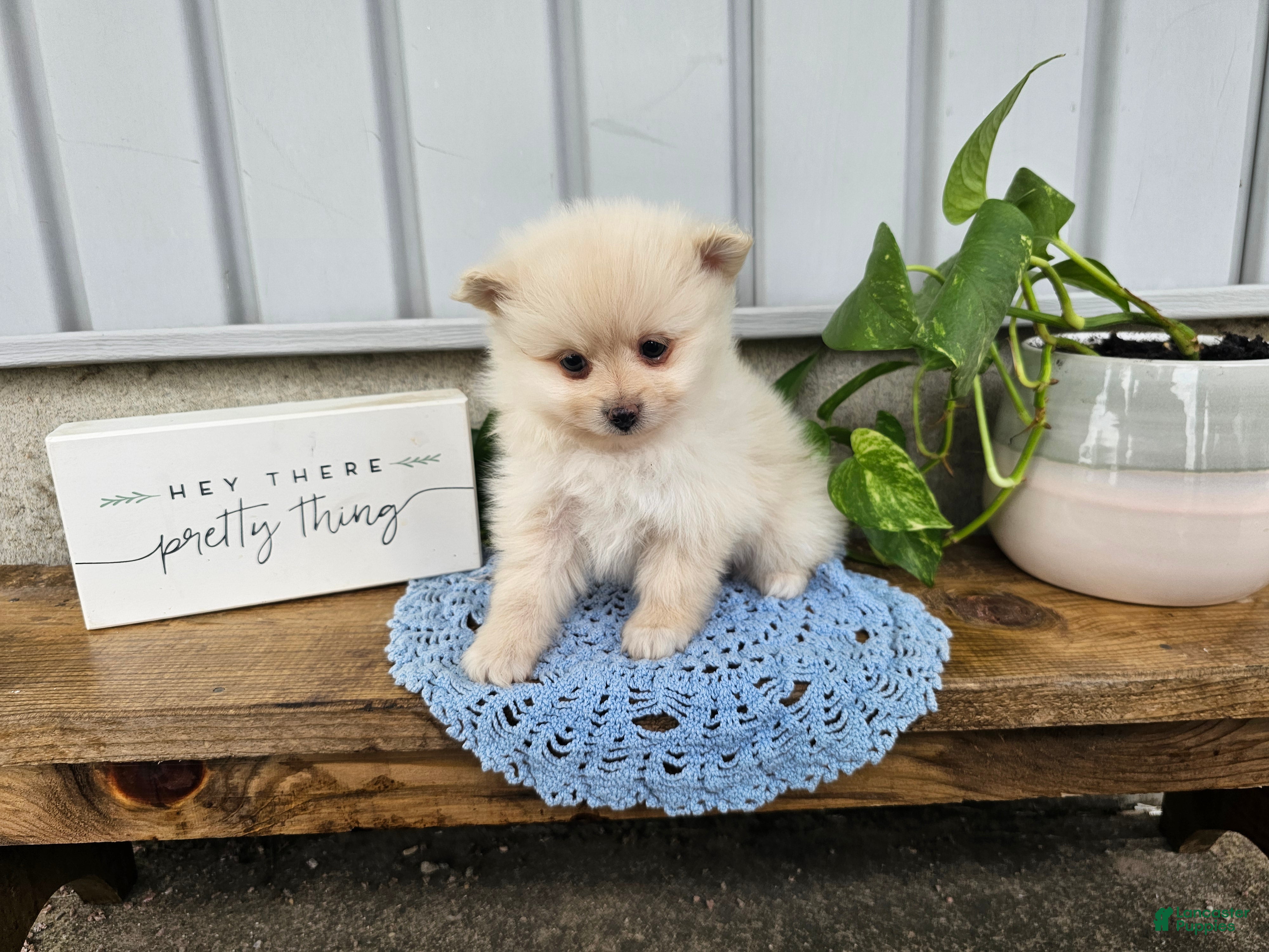 Pomeranian dogs for sale: Ivory - Ad 1