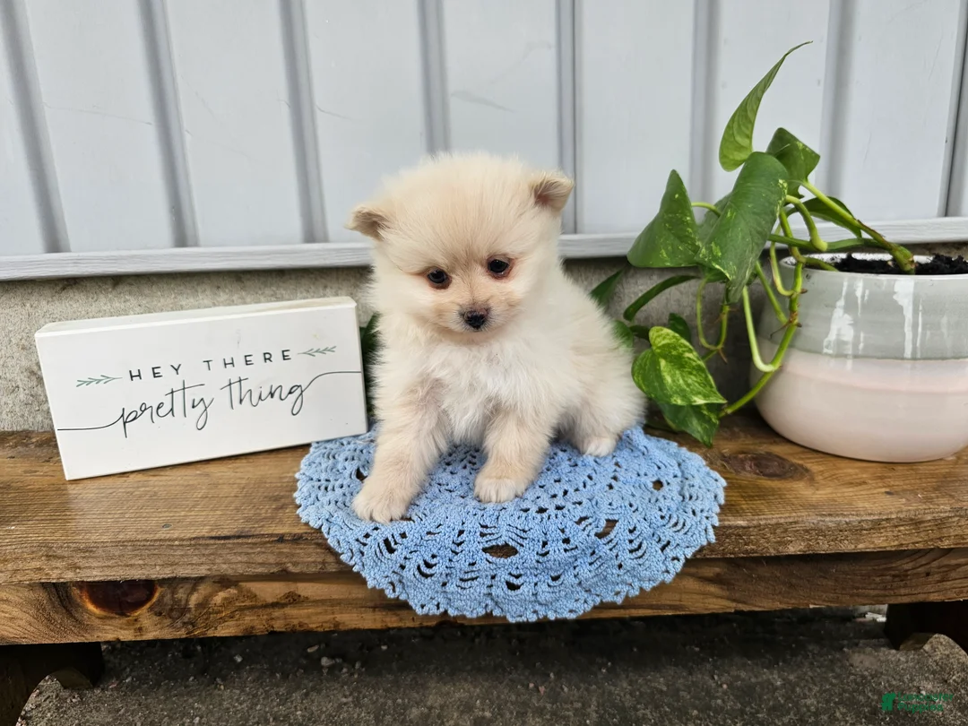 Pomeranian dogs for sale: Ivory - Ad 1