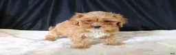 Shihpoo dogs for sale: Shihpoo Puppy 2 - Ad 6