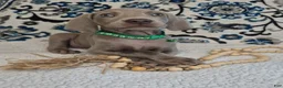 Weimaraner dogs for sale: Chuck - Ad 4