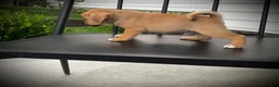 Puggle dogs for sale: Shiloh  - Ad 5