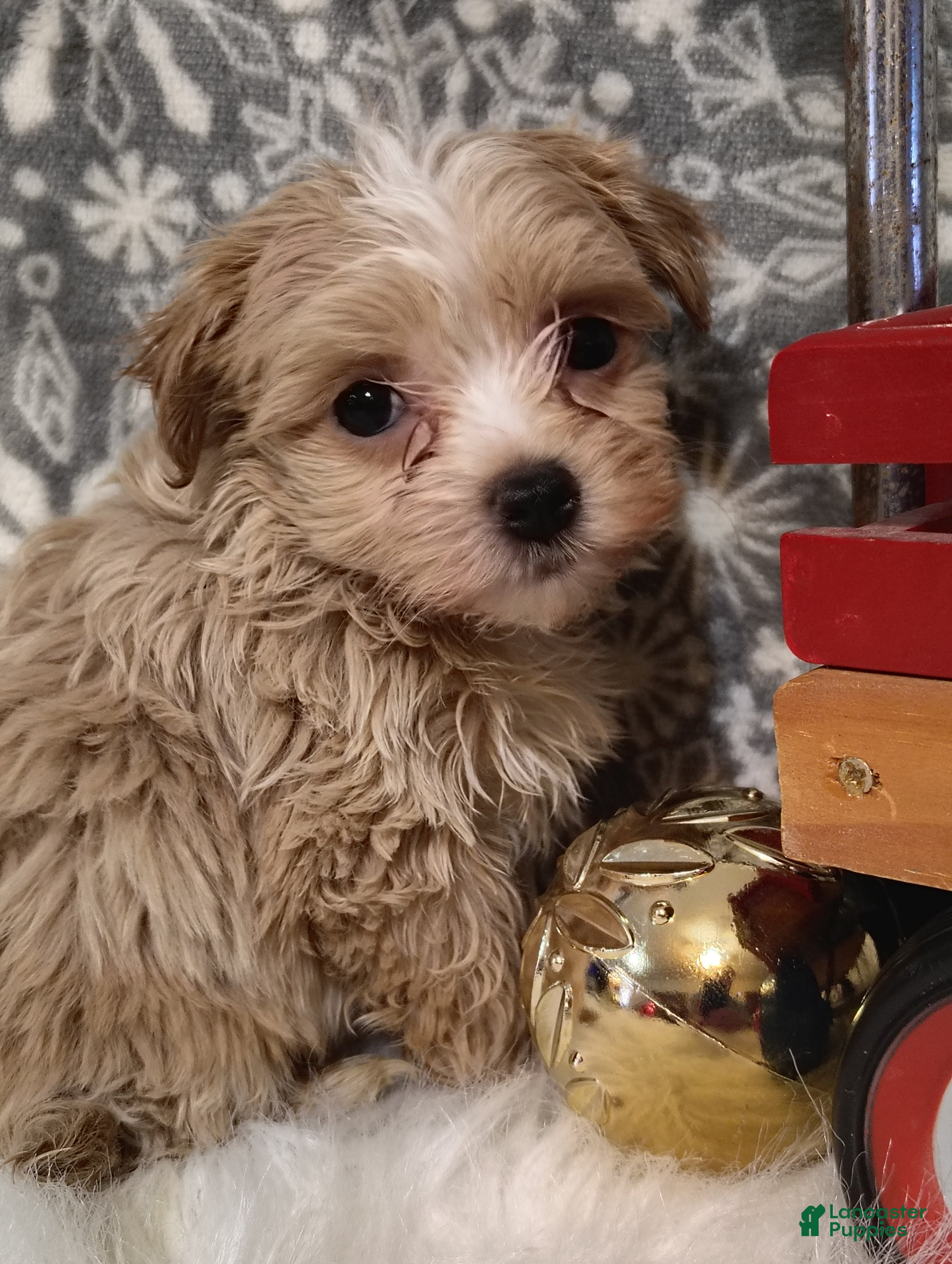 Maltipoo dogs Nova - Ad 3