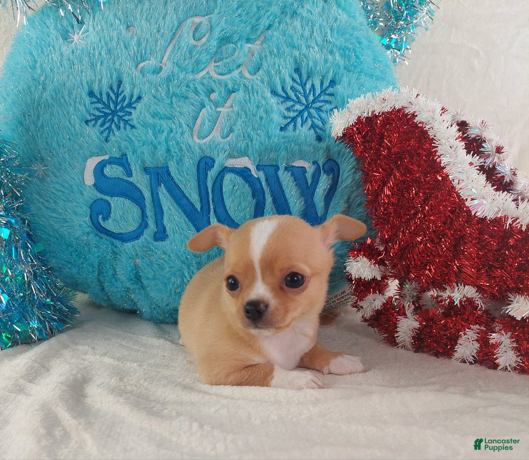 Chihuahua dogs for sale: Linus - Ad 11