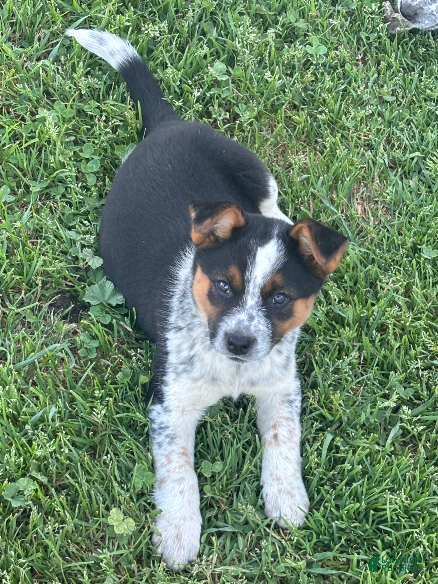 Mixed Breed dogs Mixed Breed Puppy 2 - Ad 17