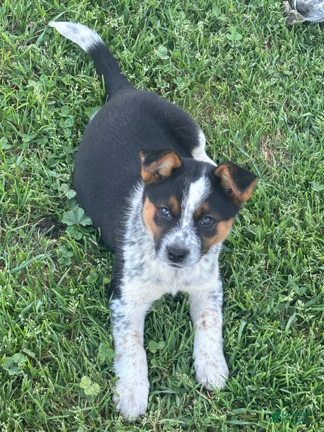 Mixed Breed dogs for sale: Mixed Breed Puppy 2 - Ad 1