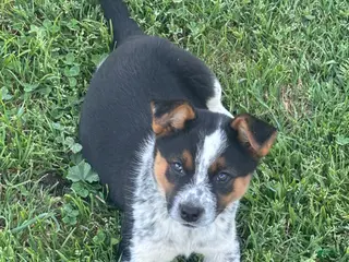 Mixed Breed dogs Mixed Breed Puppy 2 - Ad 35