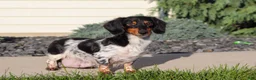 Dachshund dogs for sale: Mudge - Ad 12
