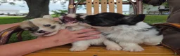 Welsh Corgi Pembroke dogs for sale: Welsh Corgi Pembroke 2 - Ad 5