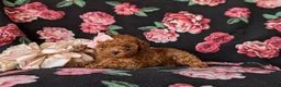 Toy Poodle dogs for sale: Shena 7 lbs Full Grown - Ad 5