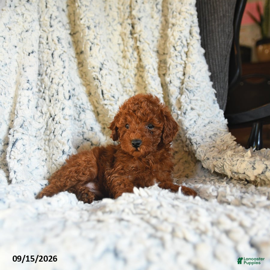 Toy Poodle dogs Twix - Ad 2