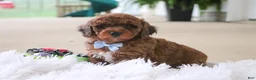 Mini Goldendoodle dogs for sale: River - Ad 1
