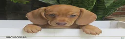 Miniature Dachshund dogs for sale: Jasper - Ad 1