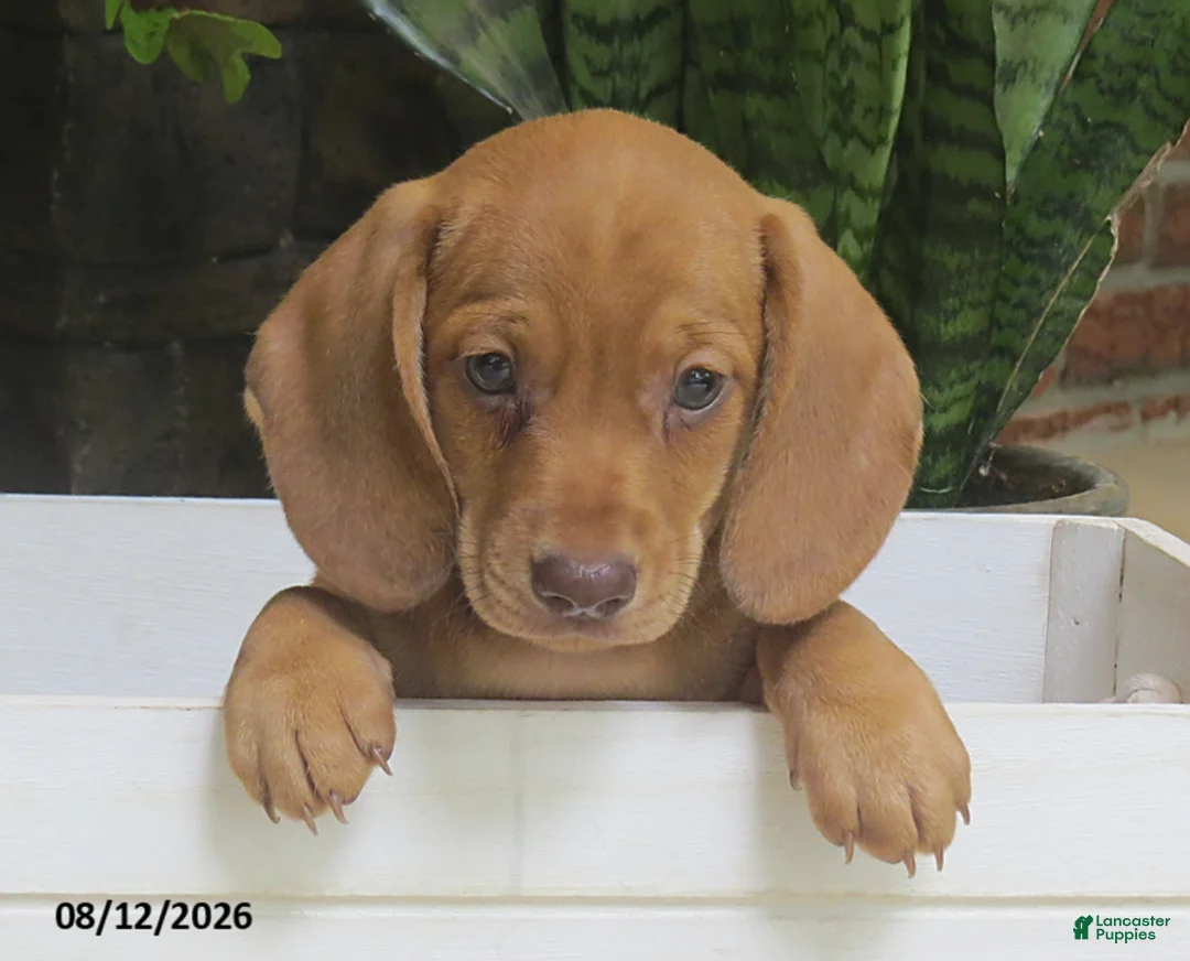 Miniature Dachshund dogs for sale: Jasper - Ad 1