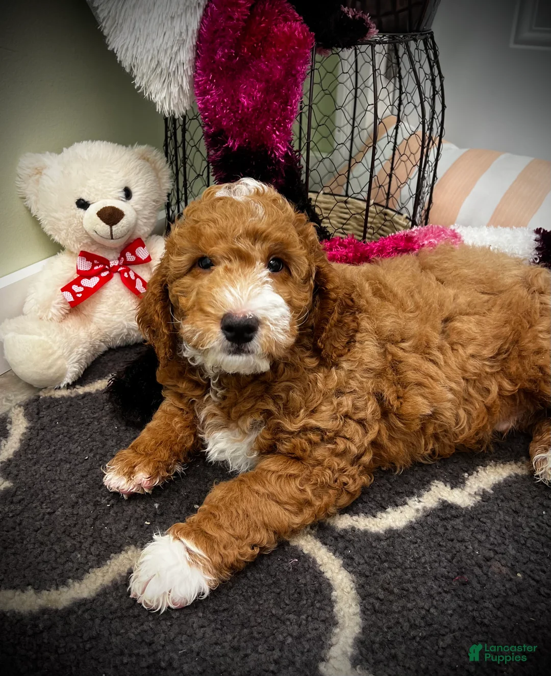 Mini Goldendoodle dogs for sale: Bravo (Miniature Boy) - Ad 3