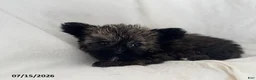 Shorkie dogs for sale: Effie - Ad 5