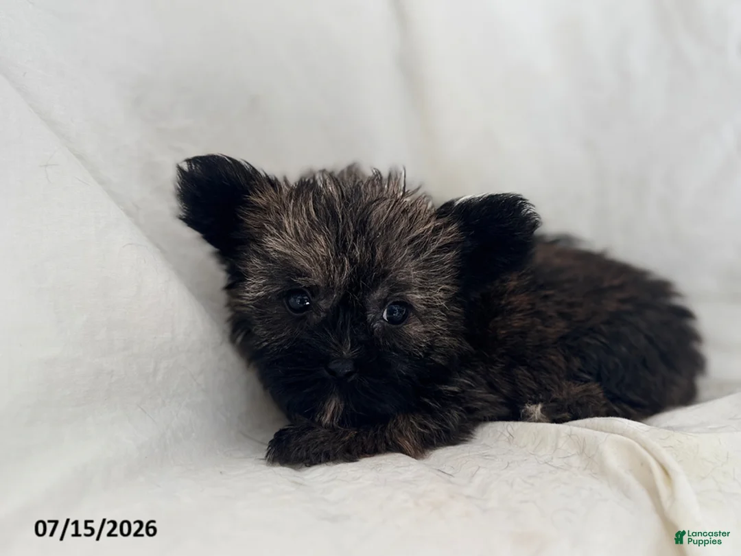 Shorkie dogs for sale: Effie - Ad 5