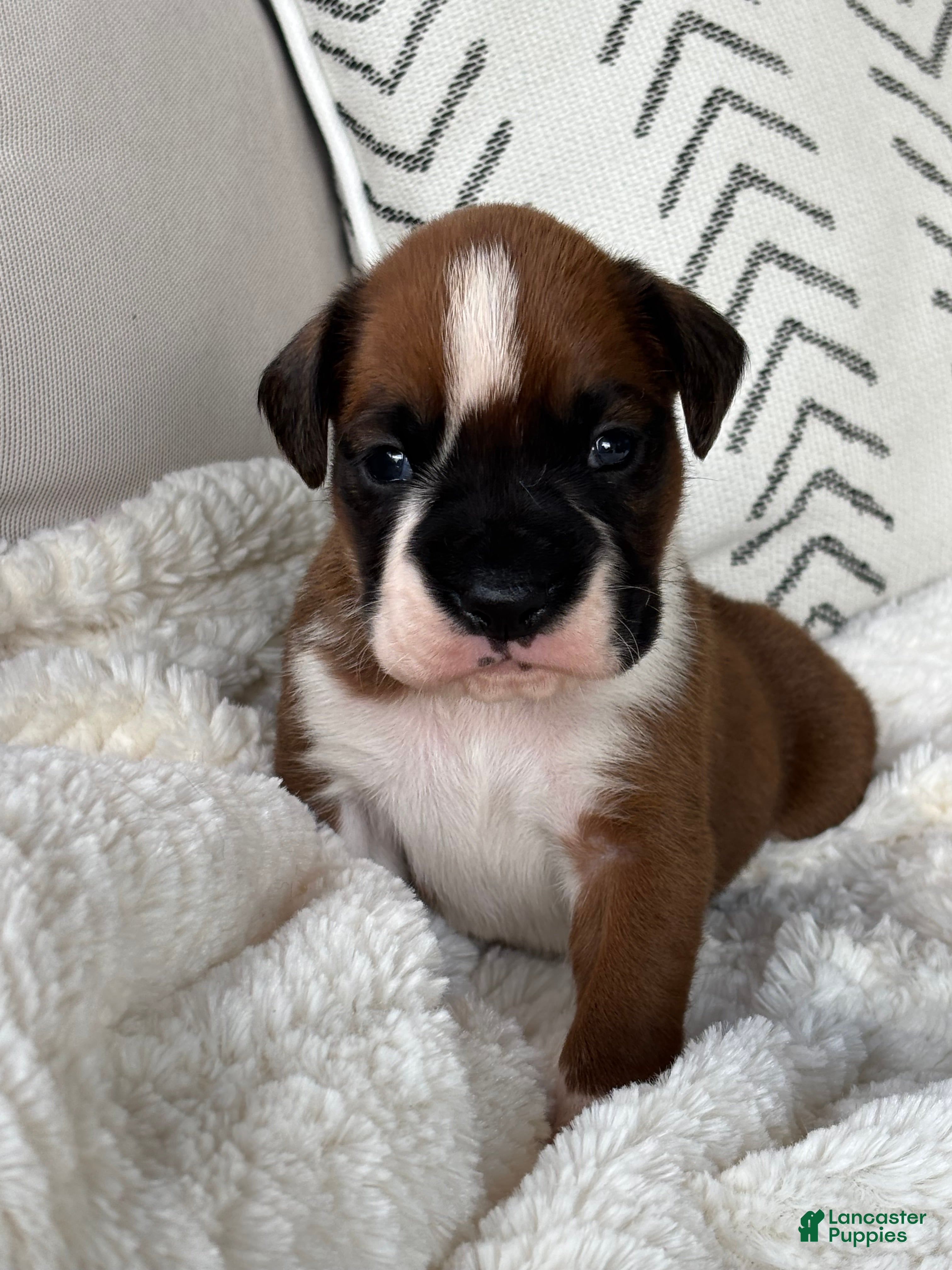 Boxer dogs Snoppy - Ad 2