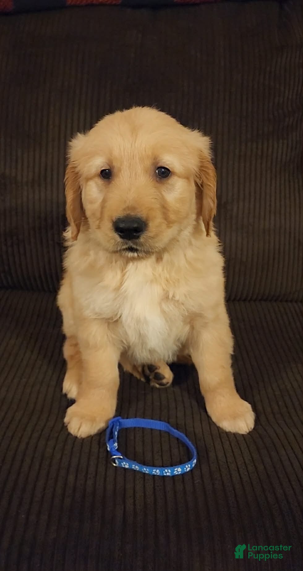 Golden Retriever dogs Charlie - Ad 12
