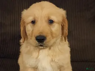 Golden Retriever dogs Charlie - Ad 12