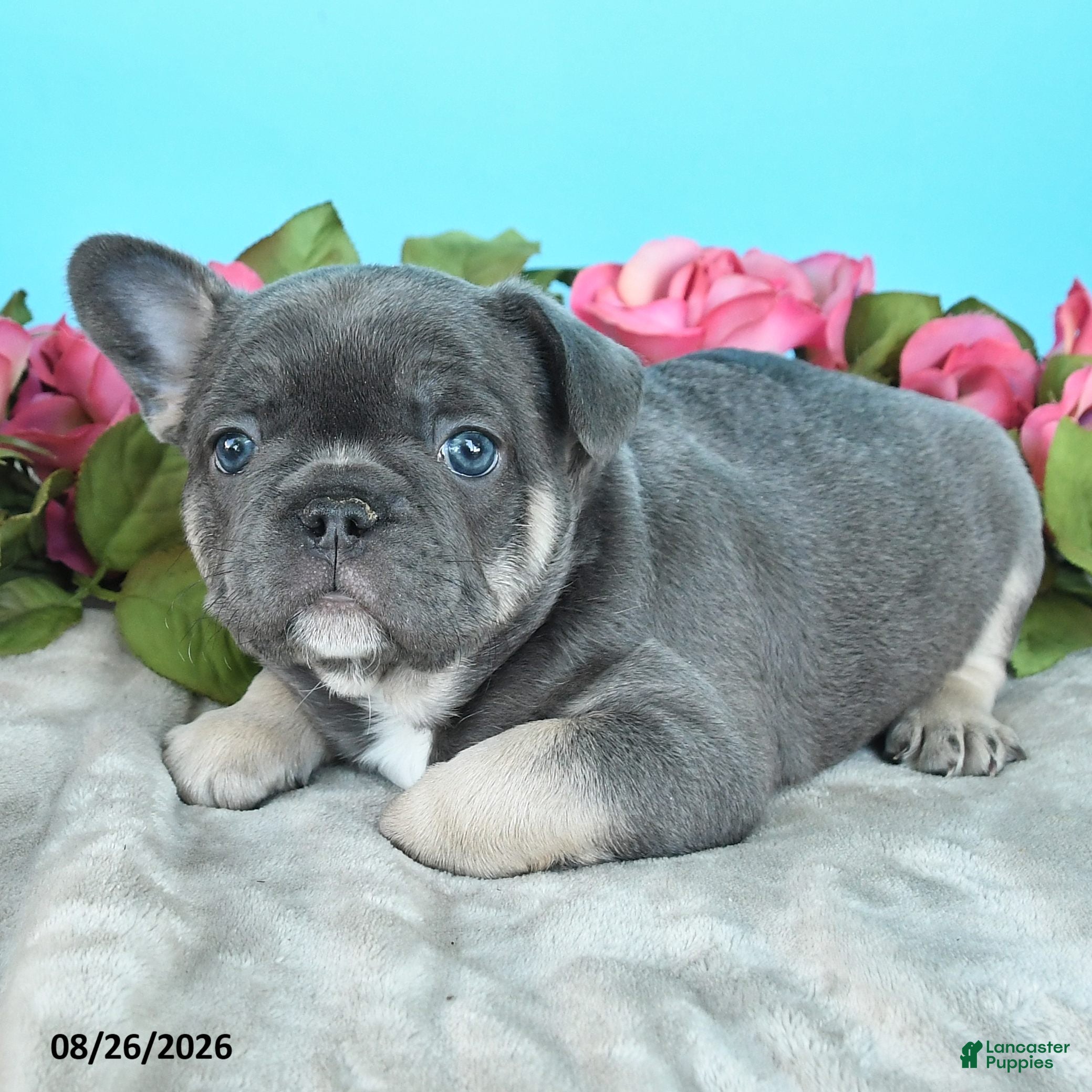 French Bulldog dogs Tim - Ad 2
