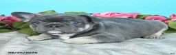French Bulldog dogs for sale: Tim - Ad 2