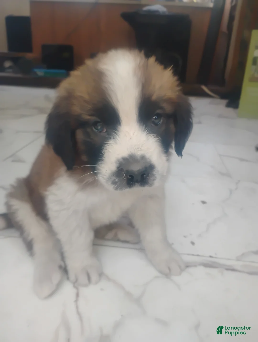 Saint Bernard dogs for sale: Saint Bernard Puppy 8 - Ad 2