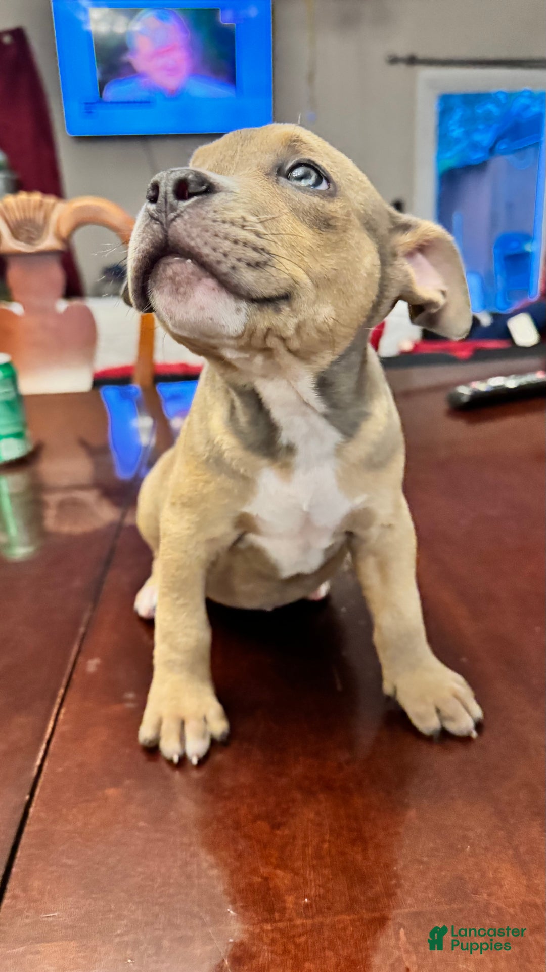 American Bully dogs for sale: American Bully Puppy 4 (Sakari) - Ad 6