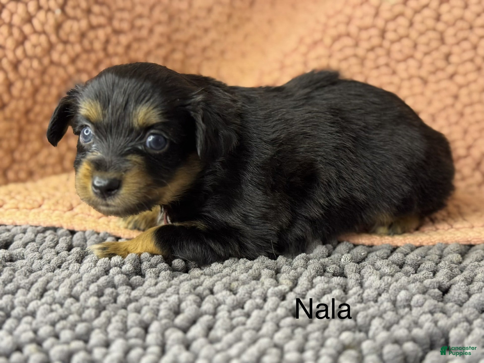 Miniature Australian Shepherd dogs Nala - Ad 1