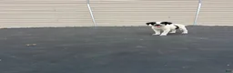 Mixed Breed dogs for sale: Mixed Breed 1 - Ad 7