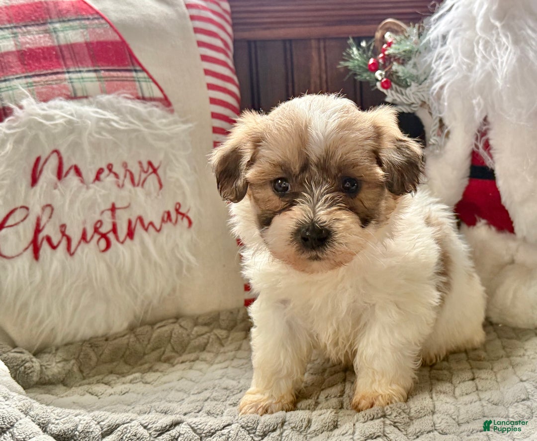 Teddy Bear dogs for sale: Rosy  - Ad 2