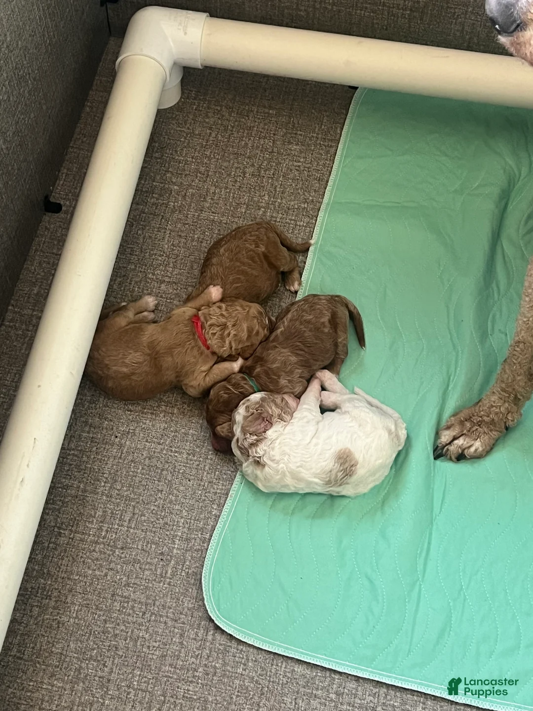 Goldendoodle dogs for sale: Goldendoodle Puppy 1 - Ad 2