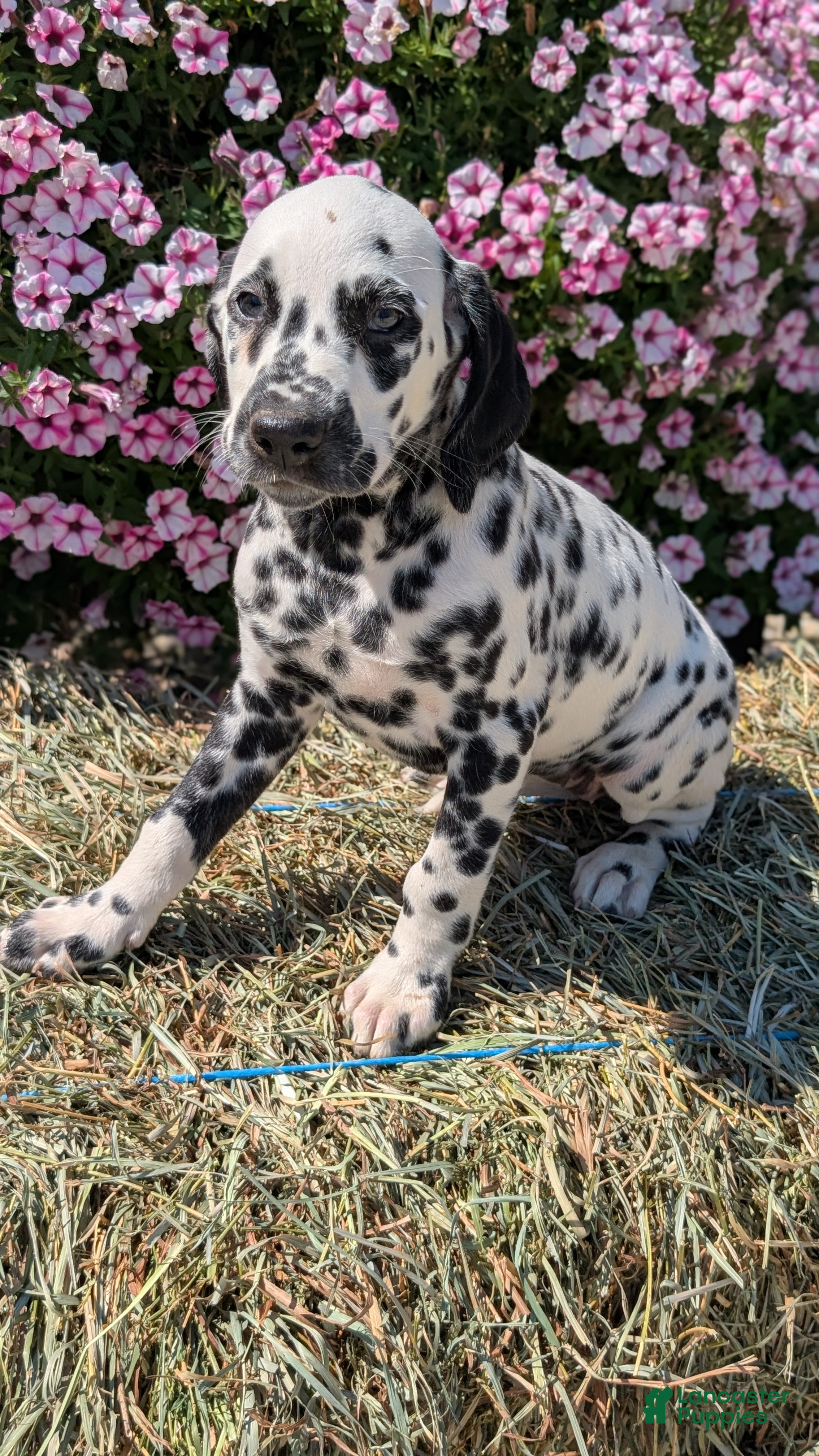 Dalmatian dogs Ariel - Ad 2