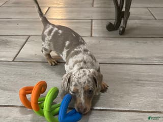 Miniature Dachshund dogs Scamp - Mini Isabella Dapple Boy - Ad 2