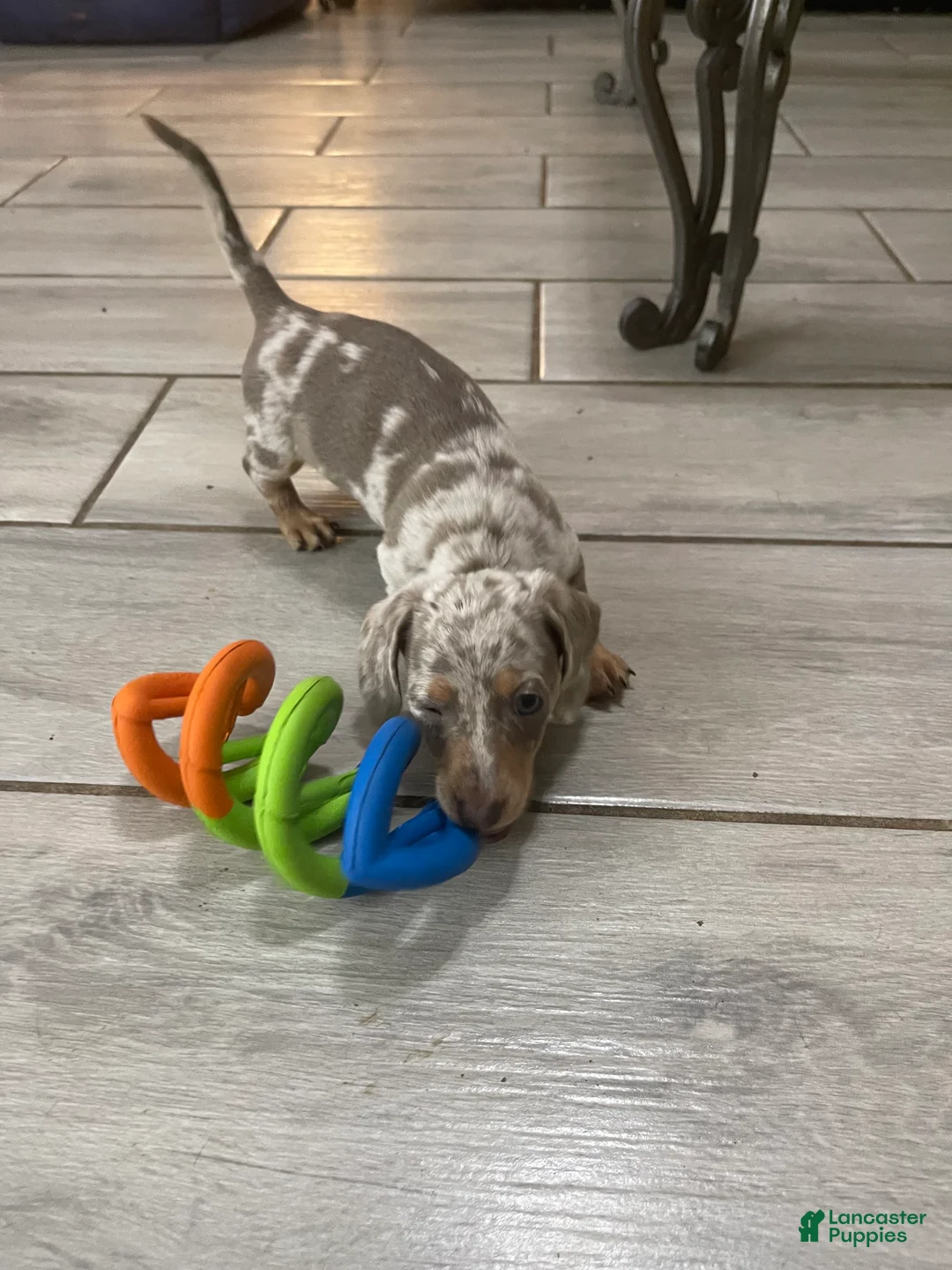 Miniature Dachshund dogs for sale: Scamp - Mini Isabella Dapple Boy  - Ad 1