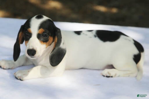 Miniature Dachshund dogs Black and Tan Piebald Smooth Tweenie - Ad 8