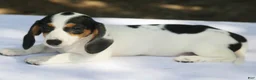Miniature Dachshund dogs for sale: Black and Tan Piebald Smooth Tweenie - Ad 1