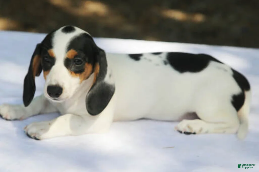 Miniature Dachshund dogs for sale: Black and Tan Piebald Smooth Tweenie - Ad 1