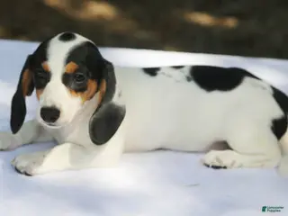 Miniature Dachshund dogs Black and Tan Piebald Smooth Tweenie - Ad 8